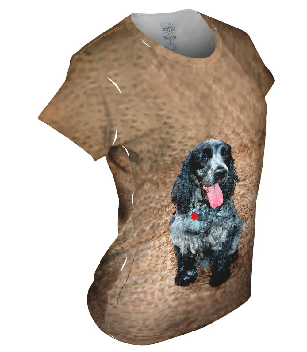 Salt And Pepper Cocker Spaniel