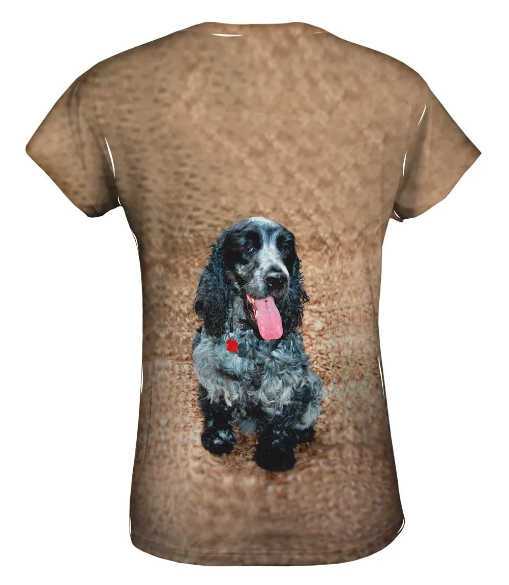 Salt And Pepper Cocker Spaniel